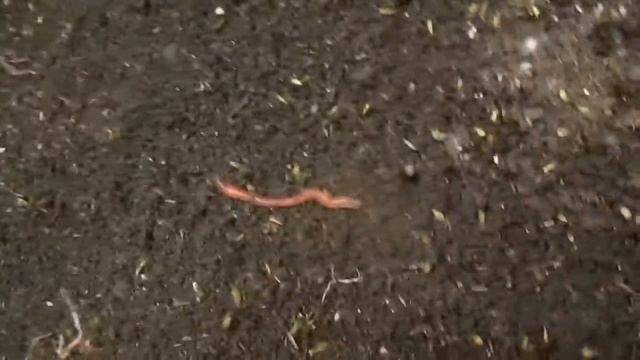 Бизнес. Разведение Дендробены. "Конец" сезона . смотреть онлайн