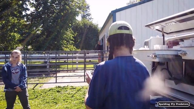 Equine Veterinarian Dr. Jenni Does A Complete Castration Of A Miniature Horse