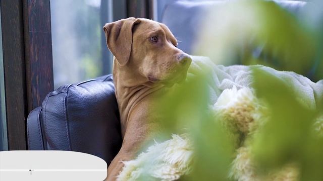 First Video Ever( THE PETS RADAR ) смотреть онлайн