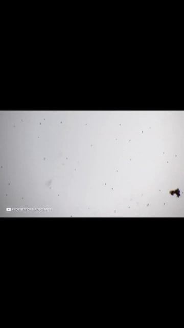 Вода Под МИКРОСКОПОМ #shorts смотреть онлайн