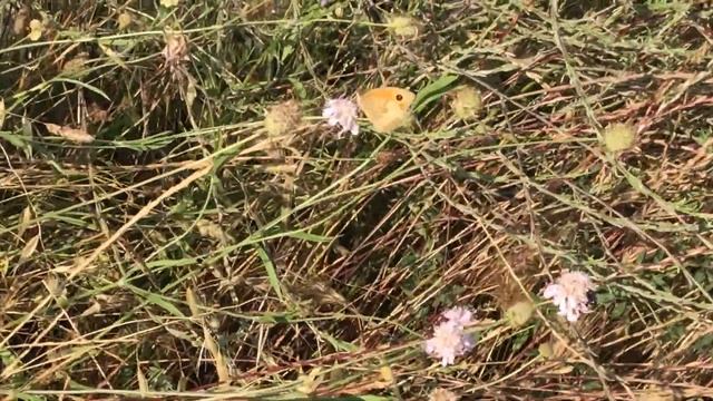 ユルティナマキバジャノメManiola jurtina (Meadow Brown) 2023/06/19 Delphi Greece смотреть онлайн