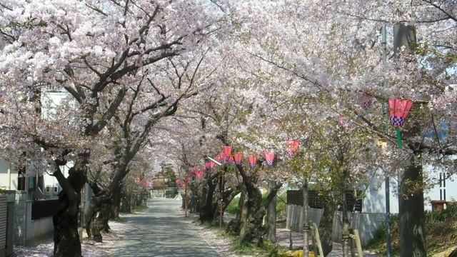 Snowing Cherry Blossoms in Japan! смотреть онлайн
