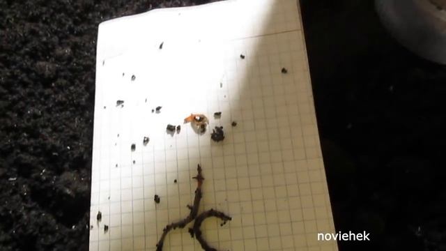 Разведение Дендробены из коконов. Прошло 7 недель. смотреть онлайн