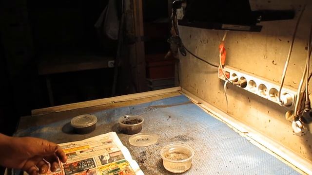 Сколько проживёт червь. 3 часть . смотреть онлайн