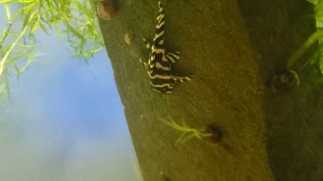 King Tiger Pleco L333 #34 Daniken Aquatics Top 100 Fish of the Fish House смотреть онлайн