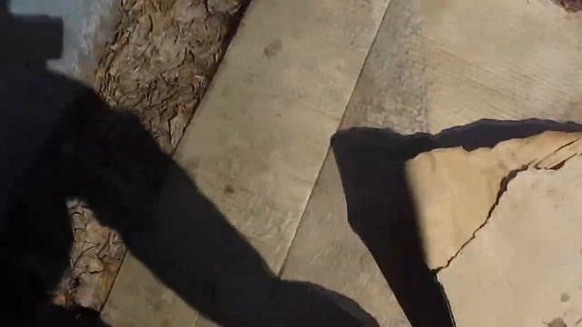 Дендробена в компостной яме. Зимовка. смотреть онлайн