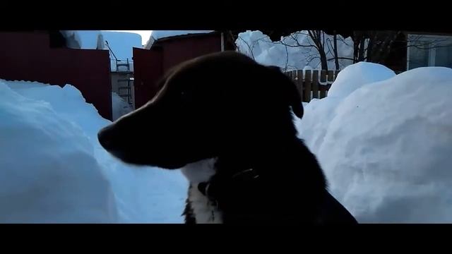 Я и пёсики (24.02.2018) смотреть онлайн