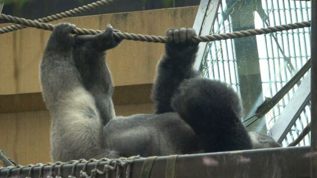 Gorilla◆Unable to resist, Kintaro pees during playtime. 【Momotarofamily смотреть онлайн