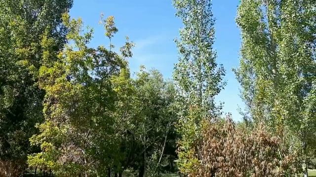 Амантай.Берёзовый сок.. смотреть онлайн