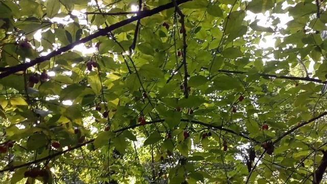 Очередные заготовки на зиму/жизнь на Юге. смотреть онлайн
