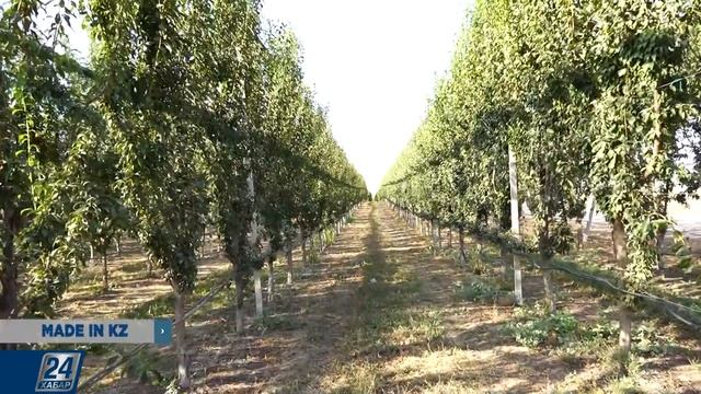 Қазақстандағы бау-бақша өнімі | Made in kz смотреть онлайн