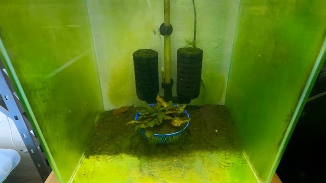 The Profesional Shrimp Keepers Caridina Bee Shrimp Tank Set Up смотреть онлайн