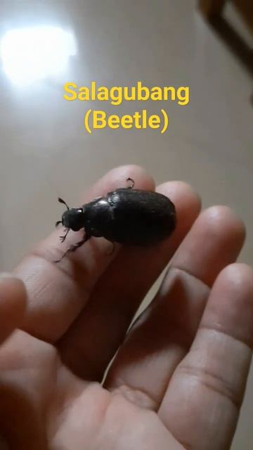 ONLY IN THE PROVINCE YOU WILL SEE THIS INSECT SALAGUBANG (BEETLE) #shorts смотреть онлайн