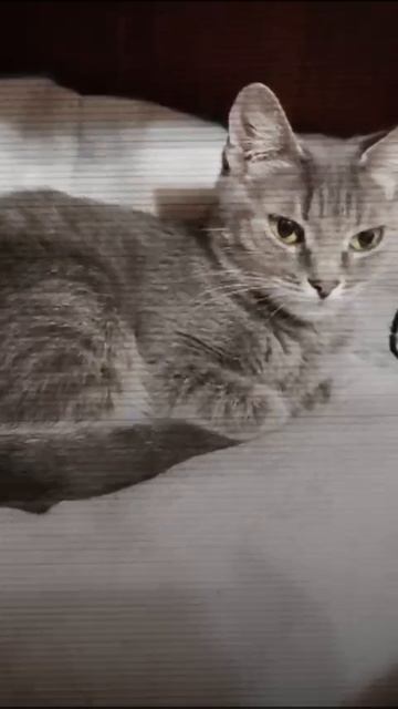 1000024230.mp4 смотреть онлайн