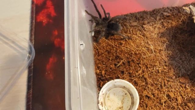 LIttle Grammostola pulchra feeding 9/22 смотреть онлайн