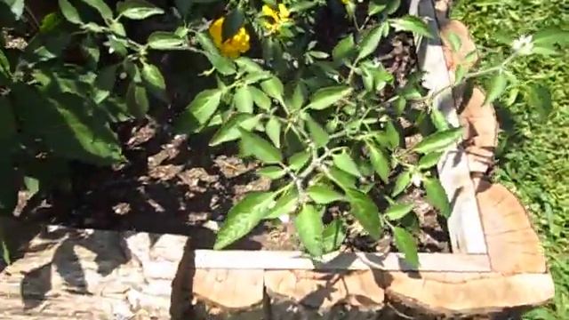 Red Cedar Planter смотреть онлайн