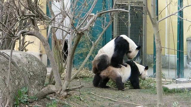 Pandas Mating In Zoo Vienna - Schönbrunn
