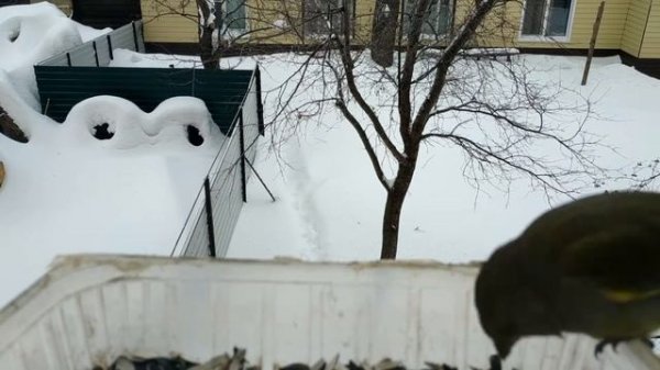 Зимующие птицы. Ульяновск