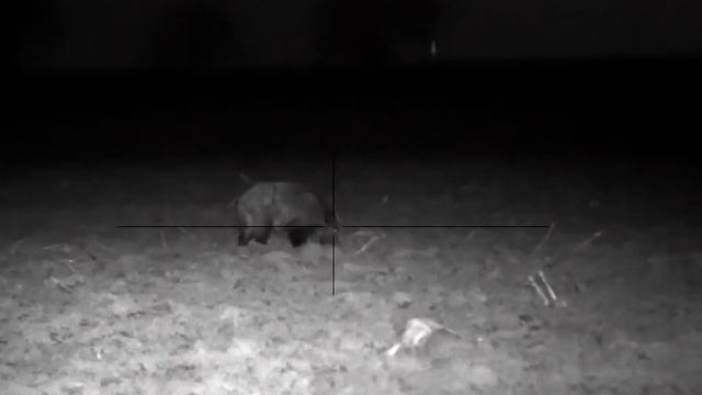 Pulsar Digex - Hunting Boar -70m смотреть онлайн