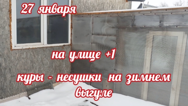 Свежие овощи для кур. Куры-несушки на зимнем выгуле.Как несутся мои куры.... смотреть онлайн