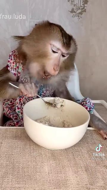 Мортышка ест кашу. смотреть онлайн