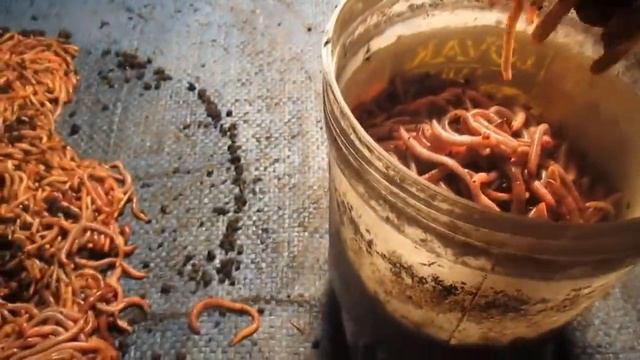 Смена субстрата. Заселение дендробены. смотреть онлайн