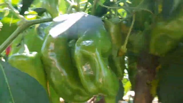 Огородный сезон 2024__29 Серия