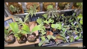 Выставка Платицериум