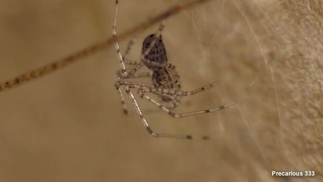 Florida Spitting Spider with Babies смотреть онлайн