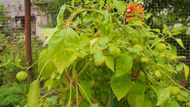 Мы собираем урожай и делимся вкусным рецептом! смотреть онлайн