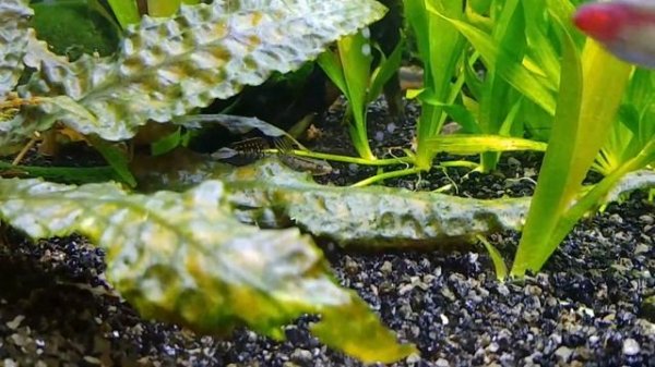 Micmol aqua air 900 planted tank