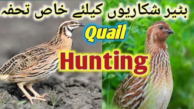 Quail sound|Batair ki awaz|bedana ovozi|бөдөнө үнү|перепелиный звук|بٹیر کی آواز смотреть онлайн
