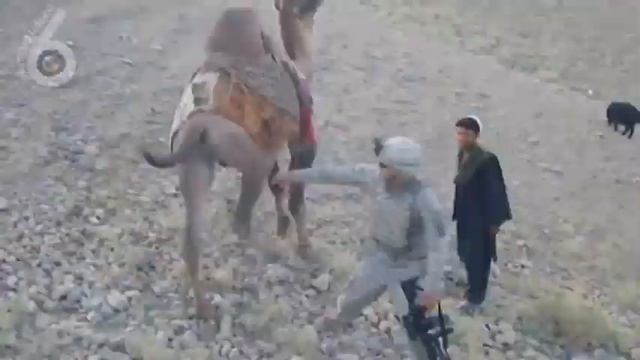 Солдат США vs верблюд смотреть онлайн