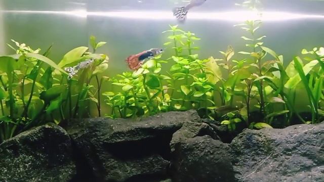 Guppy Tank смотреть онлайн