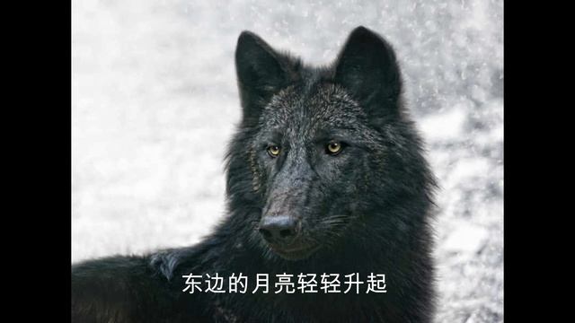 原创歌曲 荒野上的狼 词：潇湘浪子 曲编唱：PTYP смотреть онлайн