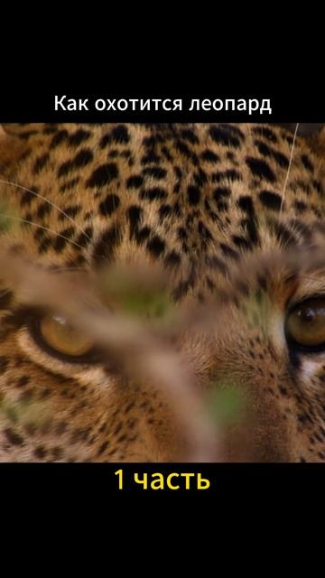How a leopard hunts #animal #животные смотреть онлайн
