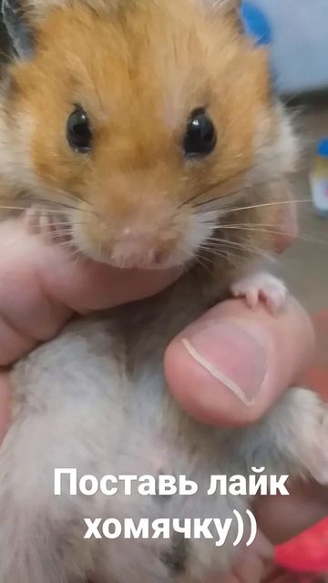 Хомяк. смотреть онлайн