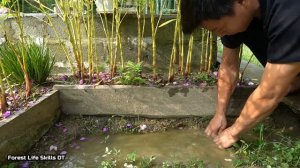 Taking care of newly laid chicks, Cleaning fish tank - Forest life skills