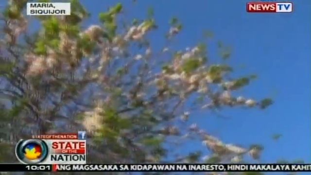 SONA: 'Balayong' o 'Palawan Cherry Blossoms', namumulaklak tuwing tag-araw смотреть онлайн