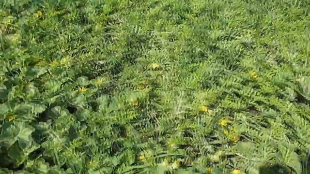 Выращивание Арбузов и Дынь в Сибири. 3часть . смотреть онлайн