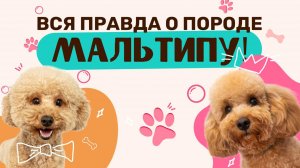 Мальтипу f1. Все о породе Мальтипу.