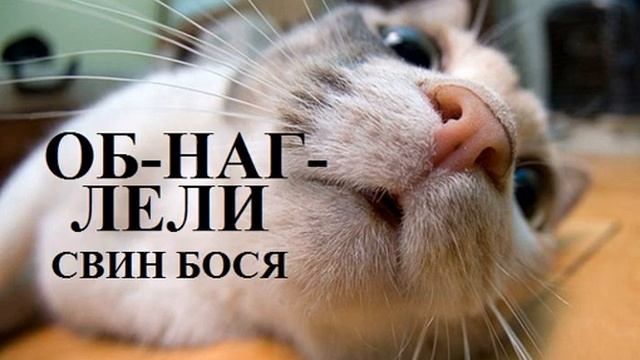 Свин Бося Обнаглели смотреть онлайн
