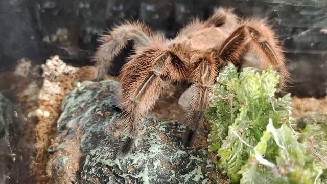 Tarantula Feeding Mania 3: The Spiders dance Back смотреть онлайн