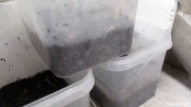 Супер Элитная Дендробена!)))) Хороший Биогумус (Вермикомпост). смотреть онлайн