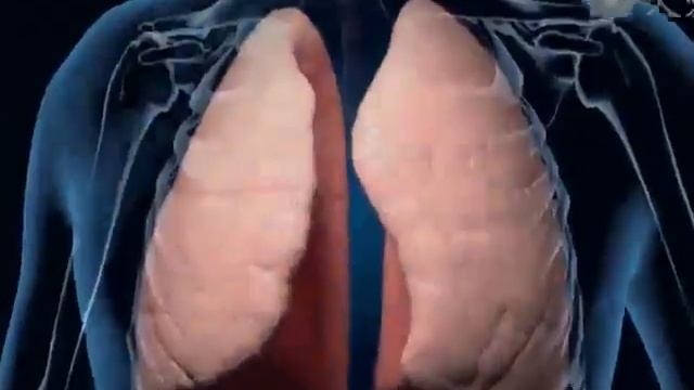Odamning Ichki Organlari Va Ular