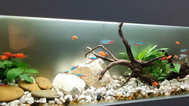 Wall Mounted Aquarium - Wall Mounted Fish Tank WITHOUT Maintenance [EPIC] смотреть онлайн