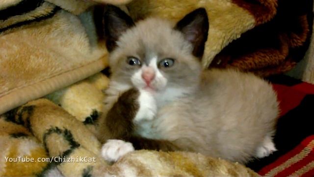 Chizhik Cat 10.04.2012 смотреть онлайн