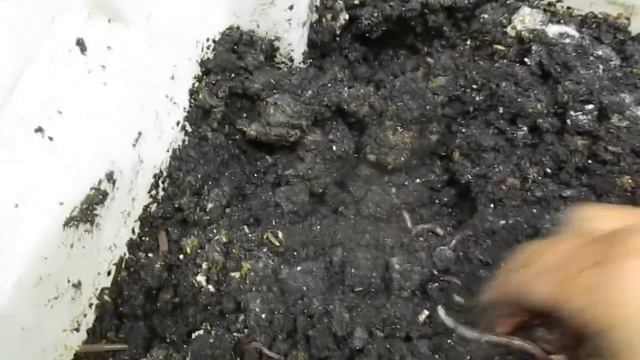 Разведение дендробены. Свекловичный жом. смотреть онлайн