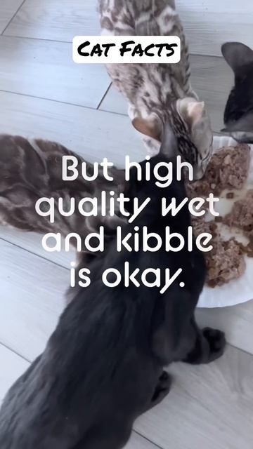 Raw-rrific diet: A raw diet for cats, also known as a "biologically appropriate raw food" #cat смотреть онлайн