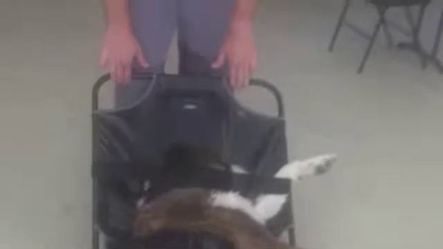 Natasha's Vet Internship Experience смотреть онлайн